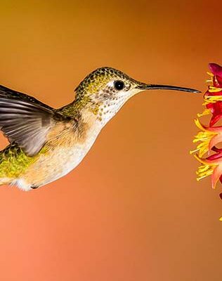 Hummingbirds are the only bird that can fly backwards.